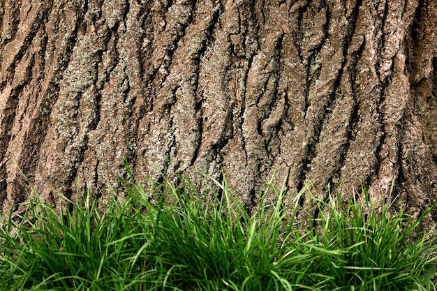 Cerca de la hermosa textura de corteza de árbol