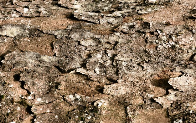 Cerca de la hermosa textura de corteza de árbol