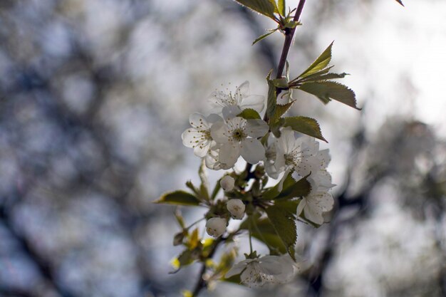 Cerca de hermosas flores blancas con fondo natural borroso