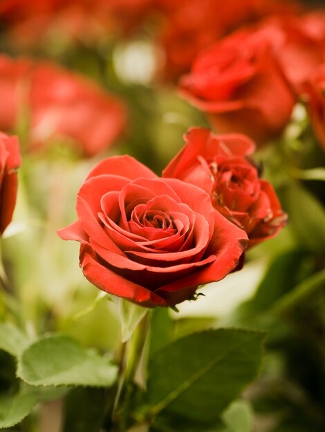 Cerca de hermosas rosas rojas