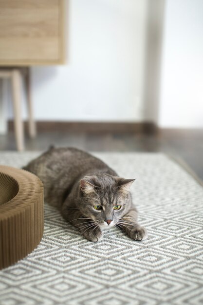 Cerca de hermoso gato con el dueño