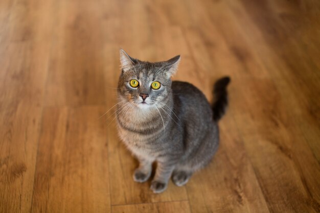 Cerca de hermoso gato