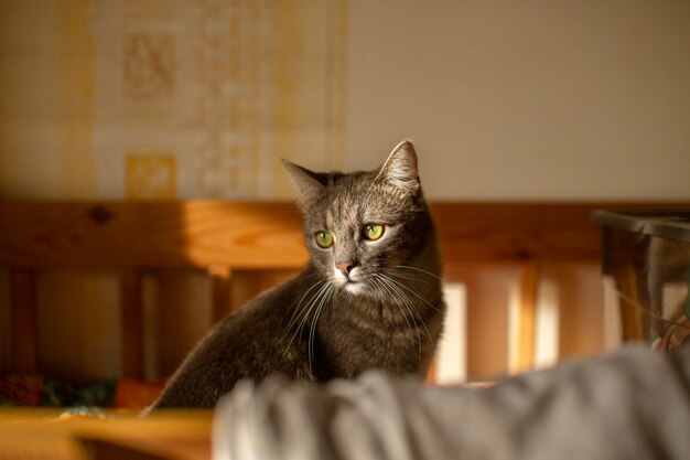 Cerca de hermoso gato