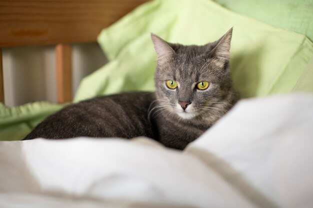 Cerca de hermoso gato