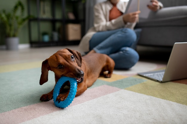 Cerca de hermoso perro dachshund con juguete para masticar