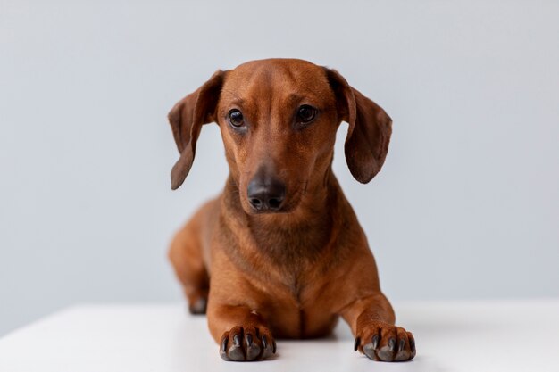 Cerca de hermoso perro dachshund