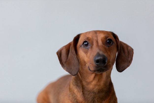 Cerca de hermoso perro dachshund