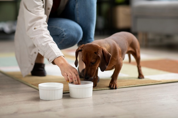 Cerca de hermoso perro salchicha comiendo