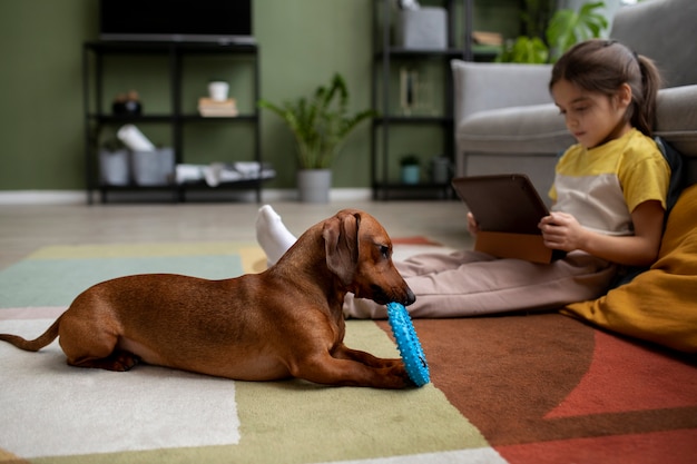 Cerca de hermoso perro salchicha jugando con niños