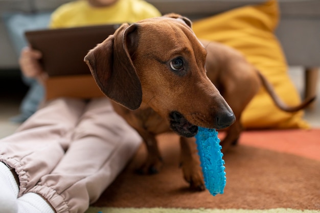 Cerca de hermoso perro salchicha jugando con niños