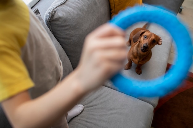 Cerca de hermoso perro salchicha jugando con niños