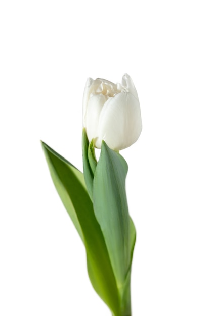 Cerca de hermoso tulipán fresco aislado sobre fondo blanco.