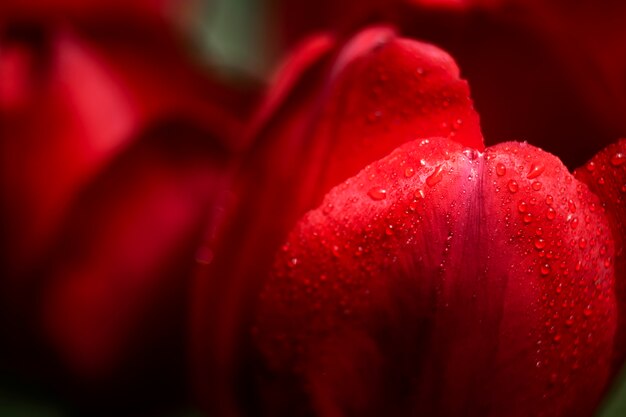 Cerca de hermosos detalles de flores en la naturaleza