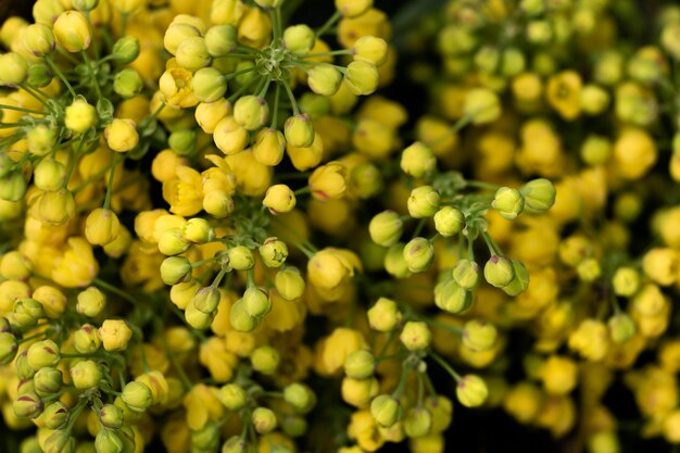 Cerca de hermosos detalles de flores en la naturaleza