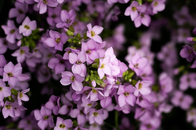 Cerca de hermosos detalles de flores en la naturaleza