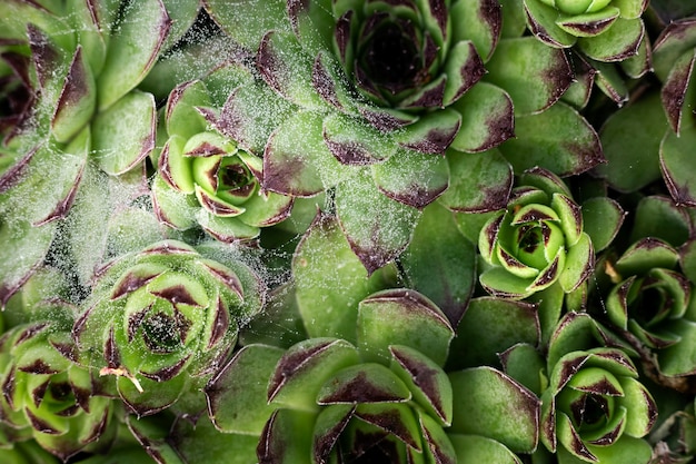 Cerca de hermosos detalles de flores en la naturaleza