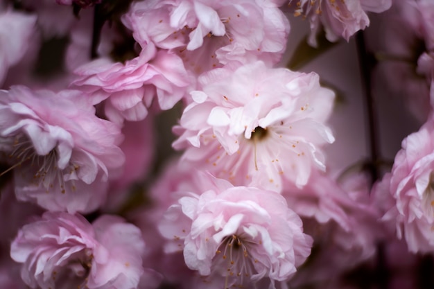 Cerca de hermosos detalles de flores en la naturaleza