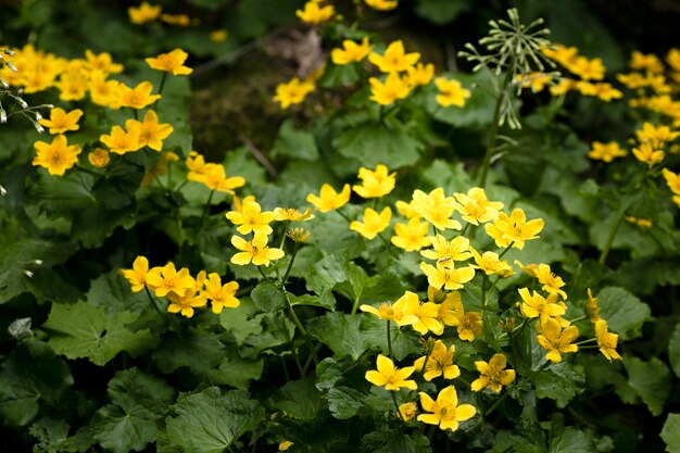 Cerca de hermosos detalles de flores en la naturaleza