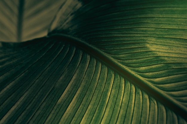 Cerca de hojas de flor de cigarro verde