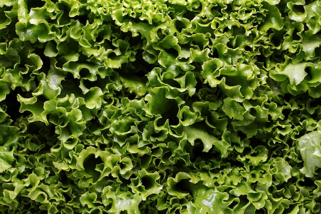 Foto gratuita cerca de hojas de lechuga