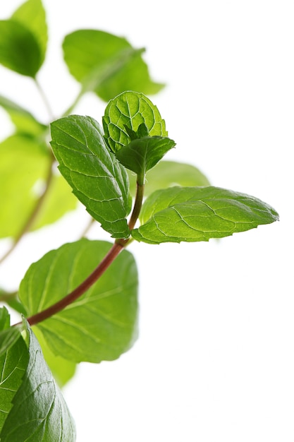 cerca de hojas de menta