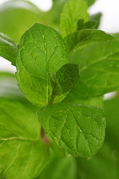 cerca de hojas de menta