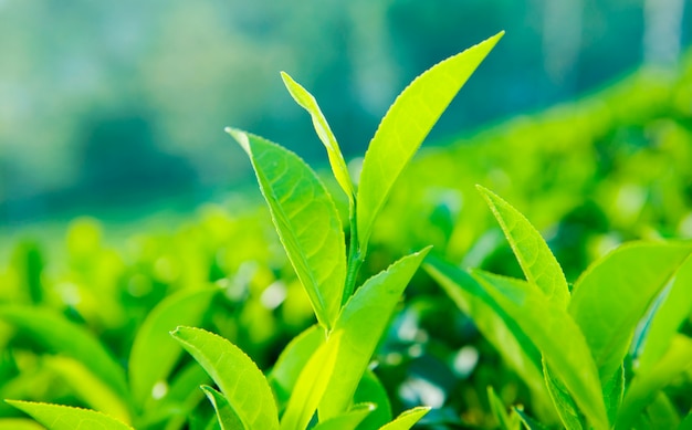 Cerca de las hojas de té en una granja en Sri Lanka