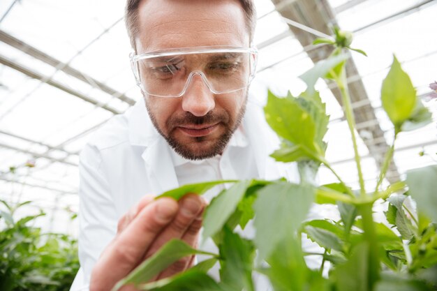 Cerca del hombre con gafas trabajando con plantas