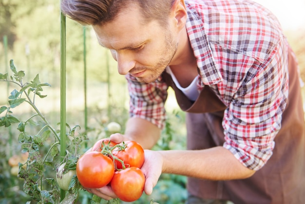 Cerca del hombre mirando su cosecha de tomate