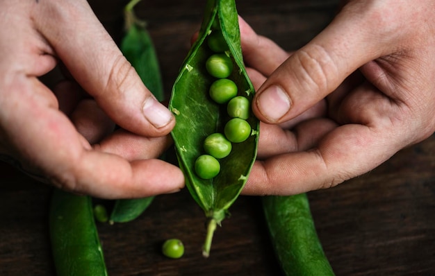 Cerca de un hombre que sostiene guisantes verdes crudos