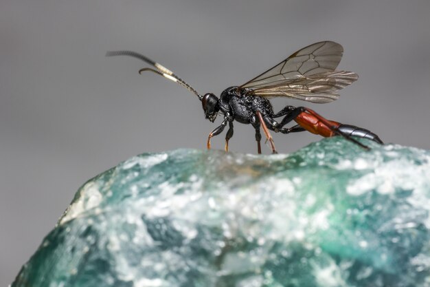 Cerca de insecto alado sobre roca