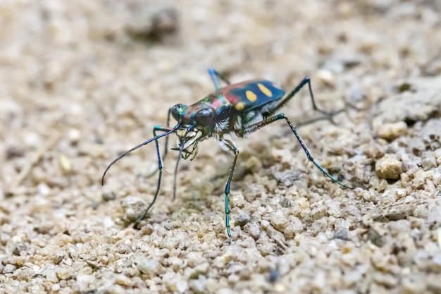 Cerca de insecto colorido con patas largas