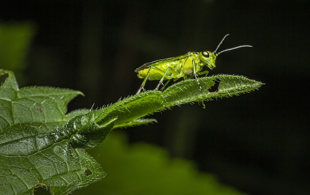 Cerca de insecto en hoja verde