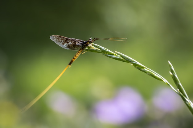 Cerca de insecto sentado en planta