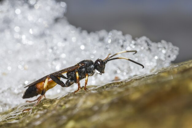 Cerca de insecto sobre roca