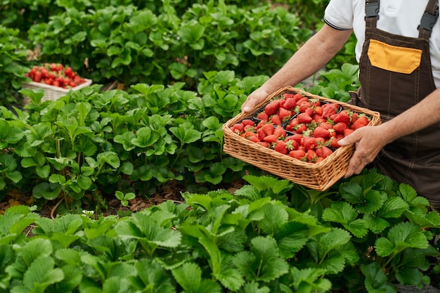 Cerca del jardinero senior en uniforme recogiendo fresas maduras frescas en invernadero. Hombre envejecido cosechando bayas de temporada en aire fresco.