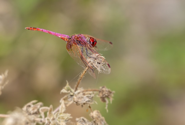 Cerca de libélula roja en planta