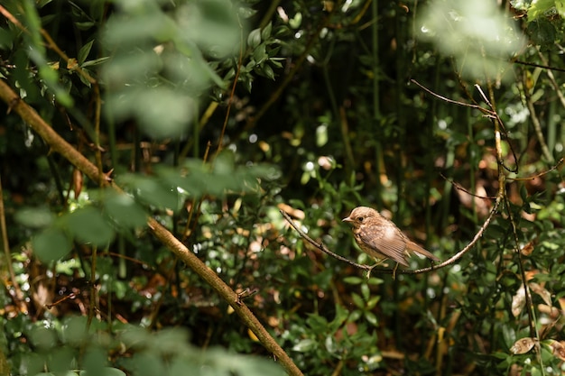 Cerca de lindo pájaro en el bosque