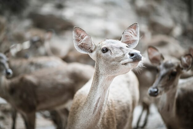 Cerca de la manada de ciervos. Concepto de los animales