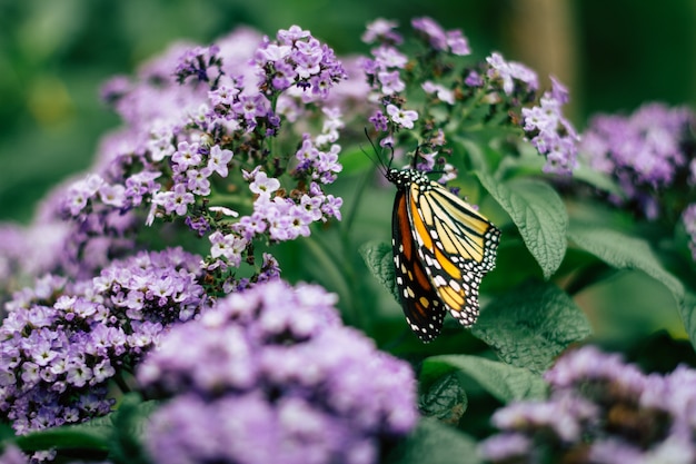 Cerca de la mariposa monarca en flores de jardín violetas