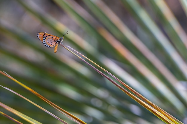 Foto gratuita cerca de mariposa multicolor