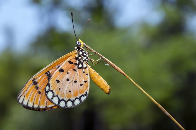 Cerca de mariposa multicolor