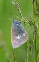 Foto gratuita cerca de mariposa en planta