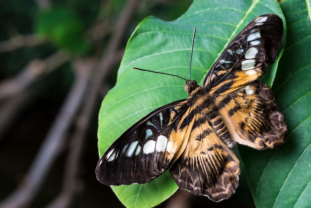 Cerca de la mariposa de la pradera en la hoja