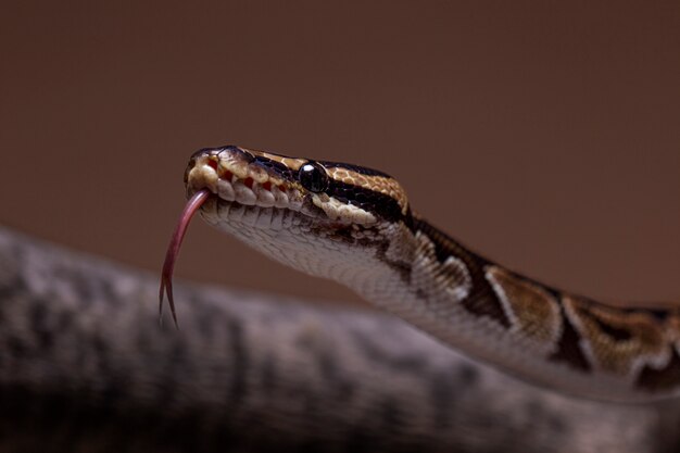 Cerca de mascota serpiente