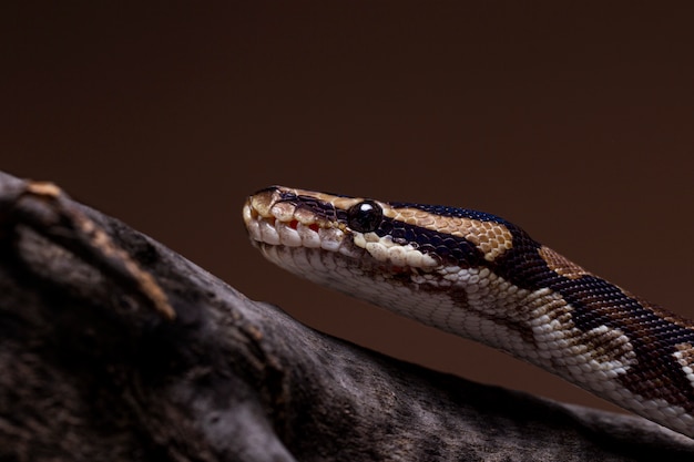 Foto gratuita cerca de mascota serpiente