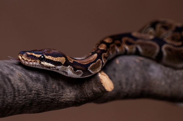 Cerca de mascota serpiente