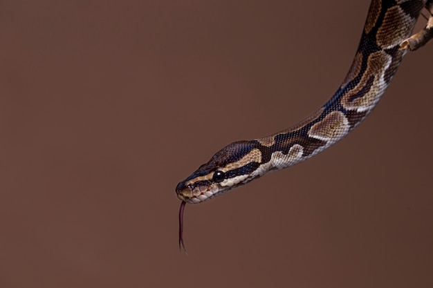 Cerca de mascota serpiente