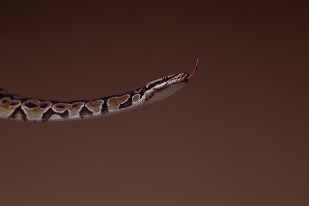 Foto gratuita cerca de mascota serpiente