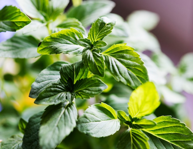 Cerca de menta fresca en una olla